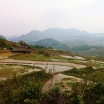 Risaia in Vietnam